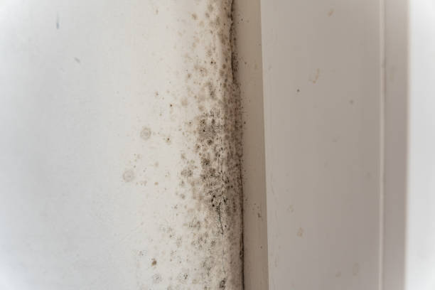 Best Water Damage & Mold Remediation  in Whitney, TX